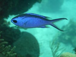 Blue Chromis by Lora Tucker 